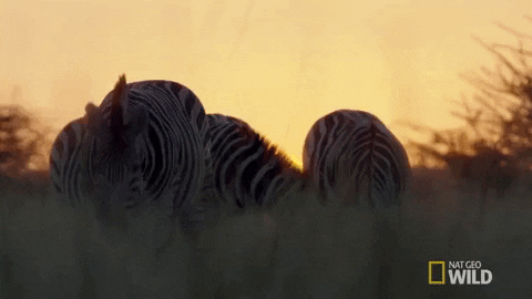 Nat Geo Wild Zebra GIF by Savage Kingdom - Find & Share on GIPHY