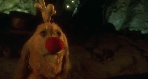 Jim Carrey Dog GIF - Find & Share on GIPHY