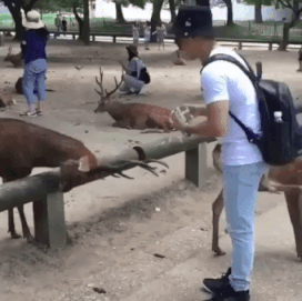 Humble Deer in animals gifs