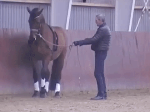 Jørgen Olsen yanking on horse's mouth while training the Piaffe.
