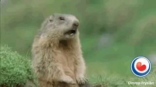 Fries Frysk GIF by Omrop Fryslân