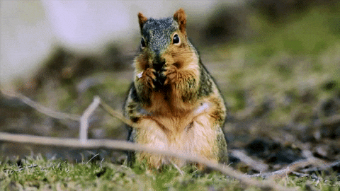 - Find & Share on GIPHY