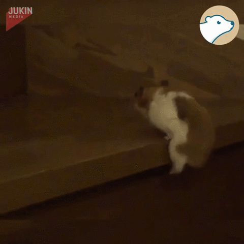  hamster climber GIF