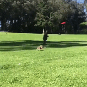 Thats A Good Boy in funny gifs