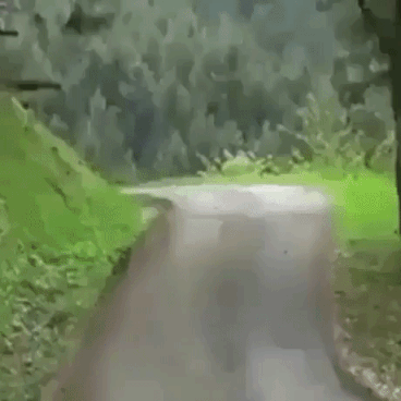 No Fuk Given By Tree in funny gifs