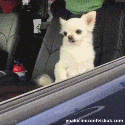 Two Types Of Mood in animals gifs