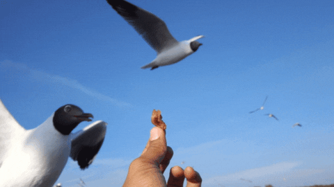 Seagull GIFs - Find & Share on GIPHY
