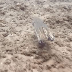 Octopus Stealth in animals gifs