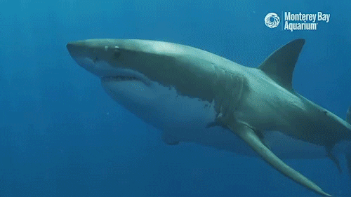 White Shark GIF by Monterey Bay Aquarium - Find & Share on GIPHY