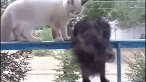 Asshole Cat Funny Gif