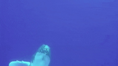 Whale! best Gif