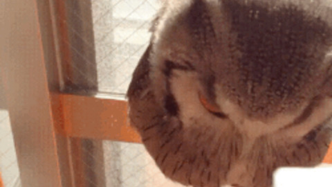 water your owl until it blooms best Gif