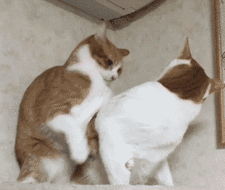 giphy.gif