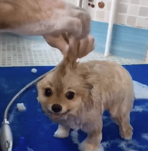 Dog Puppy GIF by arielle-m - Find & Share on GIPHY