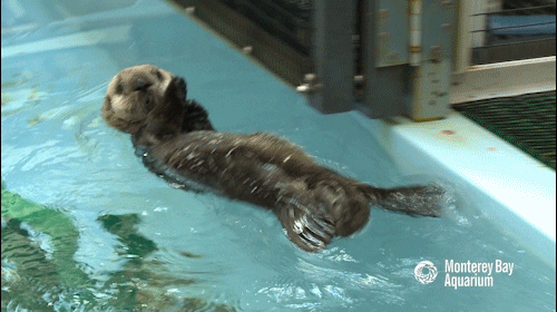 Backstroke Gifs Find Share On Giphy