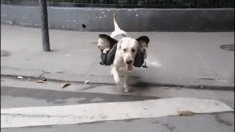 Loving Doggy  best Gif