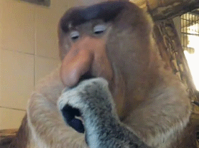 giphy.gif