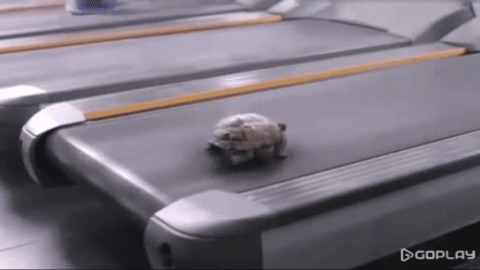 Who said tortoise are slow ? funny Gif