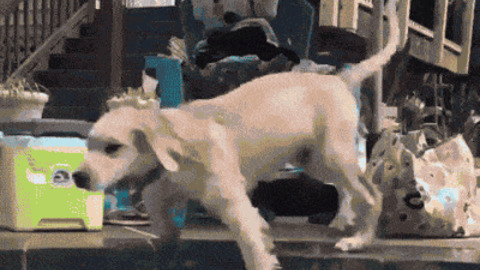 Dog Pool best Gif