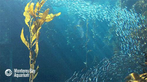 Kelp Forest GIFs - Find & Share on GIPHY