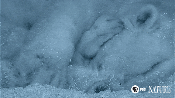 Sleepy Polar Bear GIF by ThirteenWNET - Find & Share on GIPHY