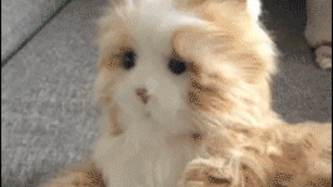 What is That? funny Gif