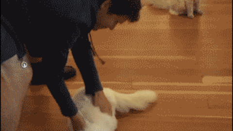 Cat Bowling best Gif