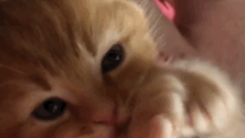 Cute Kitty best Gif