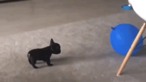 Dog Playing Balloon best Gif