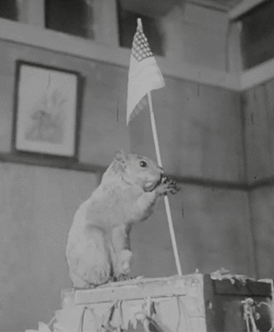 patriotic squirrel