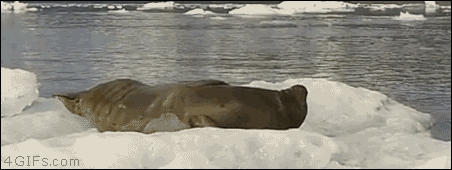 https://media.giphy.com/media/3oz8xVnx5Lvad7nHdm/giphy.gif