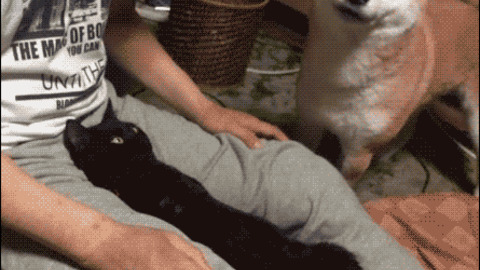 Hahahaha Cat's Reaction Funny Gif