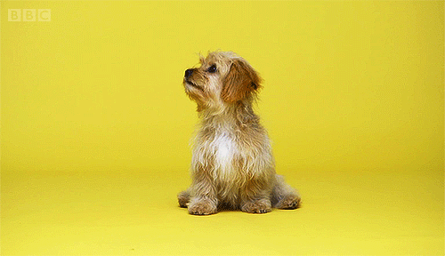 BBC dog cute adorable puppy perros hacen