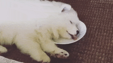 Food Dreams best Gif