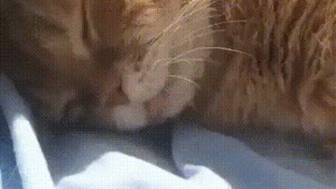 Sleeping Kitty best Gif