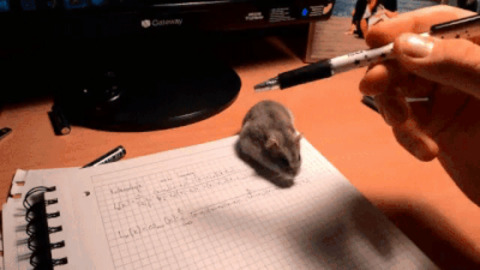 Is That a rat?