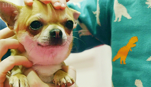 Chihuahua GIFs Find & Share on GIPHY
