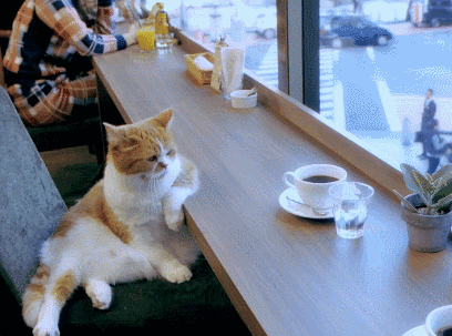 Cat cafe