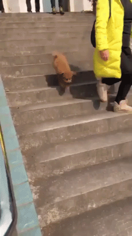 Dog walking down on two feets in animals gifs