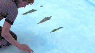 giphy-downsized-large.gif