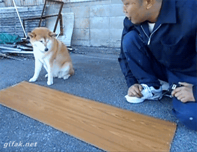 Dog and person collaborating to measure a piece of wood