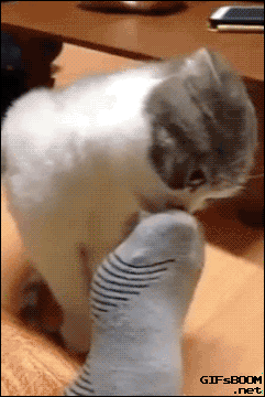 Cat Socks GIF - Find & Share on GIPHY