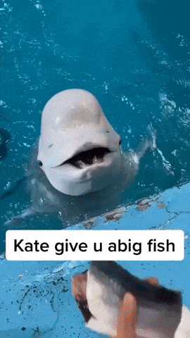Trolling dolphin in funny gifs