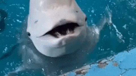 Trolling dolphin