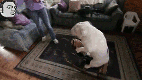 Funny GIF  Find  Share on GIPHY