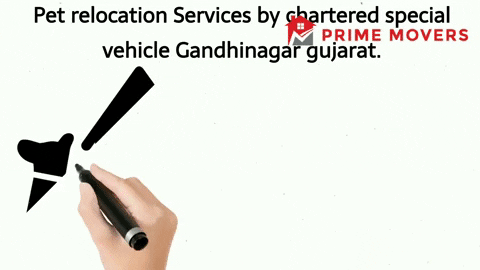 Pet transport service Gandhinagar