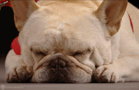 Bulldog dog lying down opening his eyelids