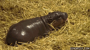 Lasers Hippo GIF by Cheezburger