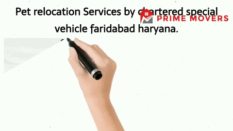 Pet transport service Faridabad