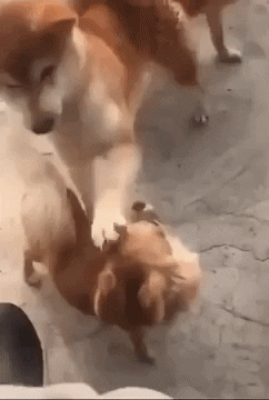 giphy.gif